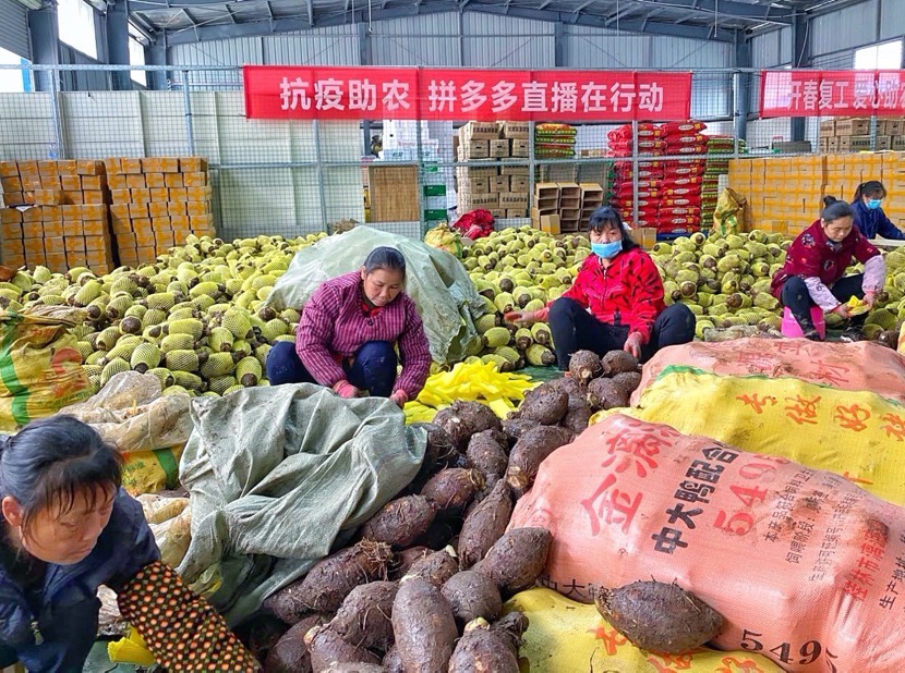 荔浦市长一晚直播带货27吨：教会百万拼多多消费者鉴别正宗“荔浦芋”