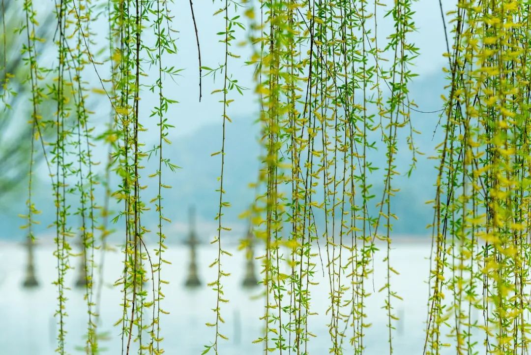 今日清明雨初晴,今日清明共寄哀思