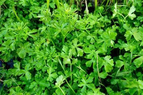 辟谣特工队|路边的野菜～不要采