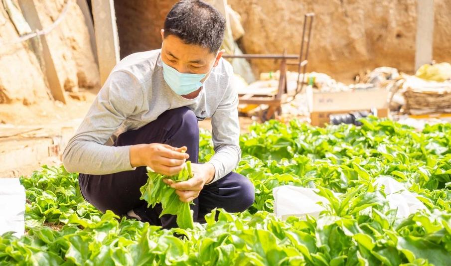 寿光蔬菜电商主要是通过什么销售,寿光菜农电商新闻