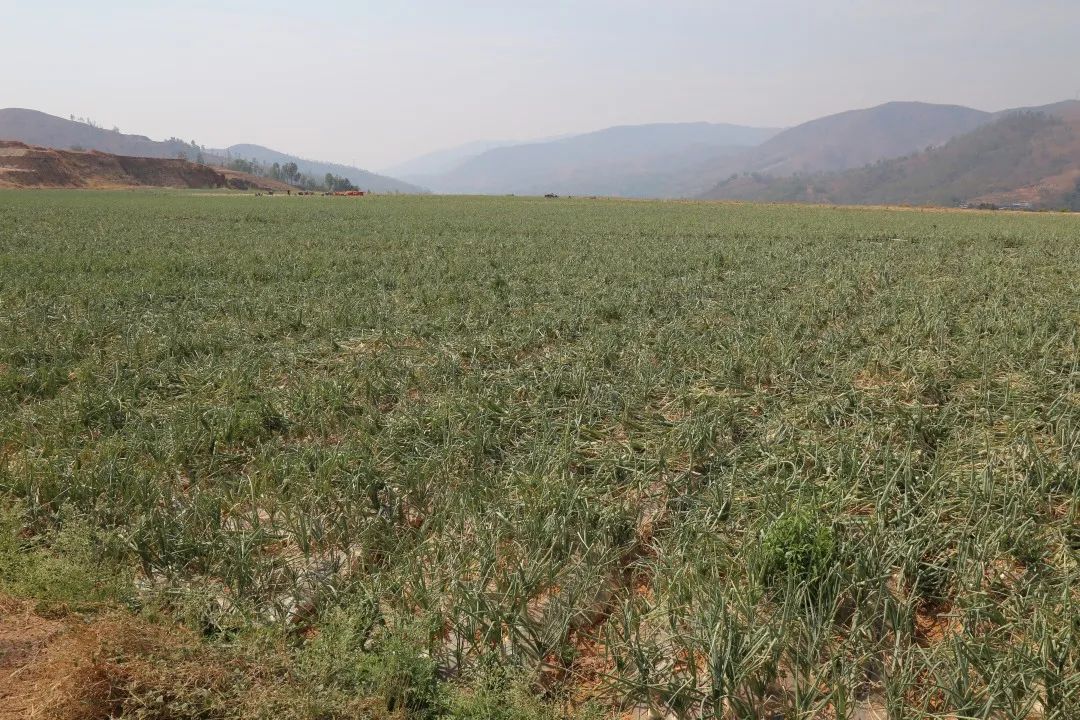 红皮洋葱低价走货,云南紫皮洋葱现挖现发5斤9斤包邮