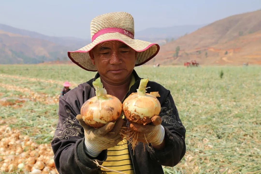 红皮洋葱低价走货,云南紫皮洋葱现挖现发5斤9斤包邮