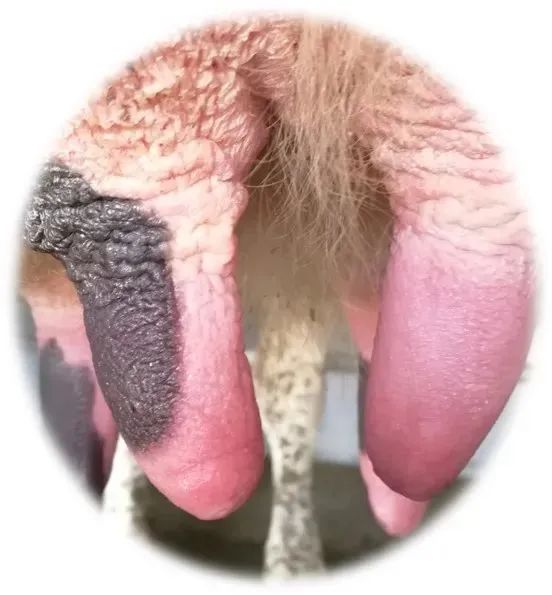 奶牛养殖技术难题及答案,奶牛接产常见问题