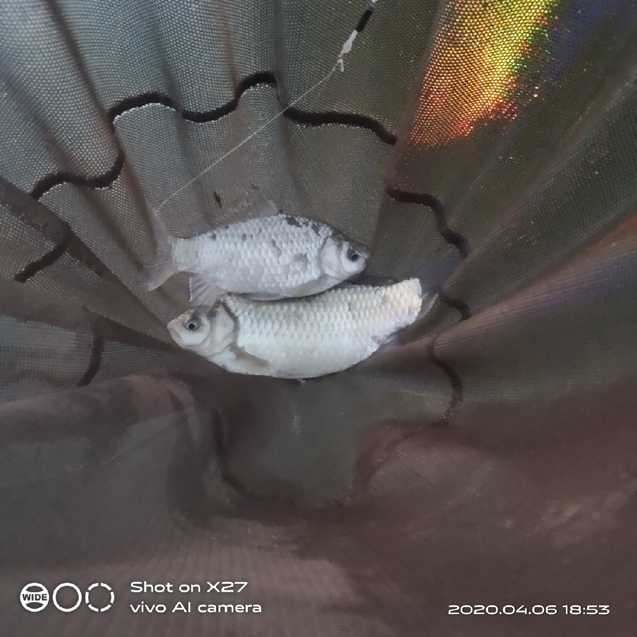 秋季野钓有鱼无口,鲫鲤兼钓技巧