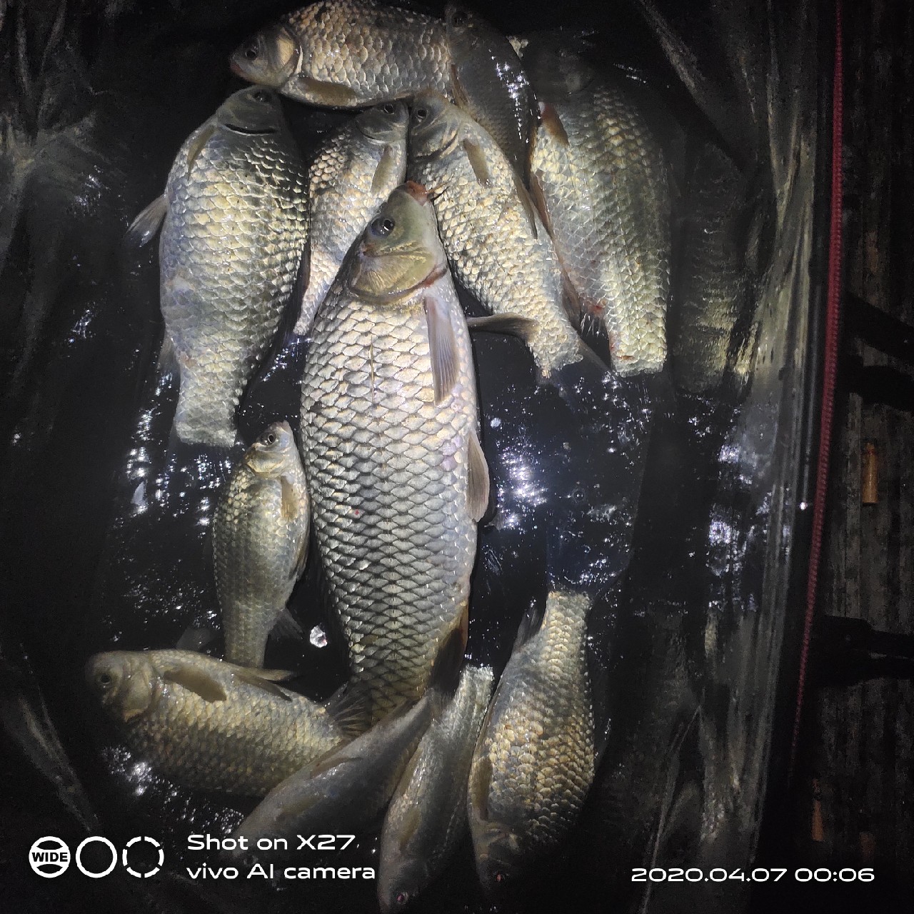 秋季野钓有鱼无口,鲫鲤兼钓技巧