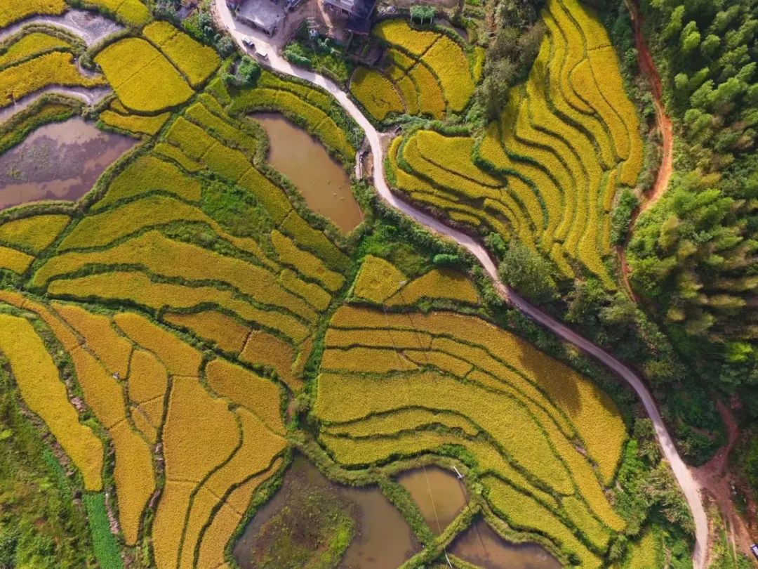 所有人新年快乐万事顺遂平安喜乐,所有人新年快乐万事顺遂财源滚滚