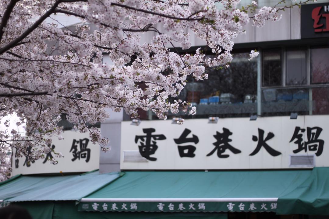 武汉终于解封！待到樱花再开时，相约这座英雄城市可好？