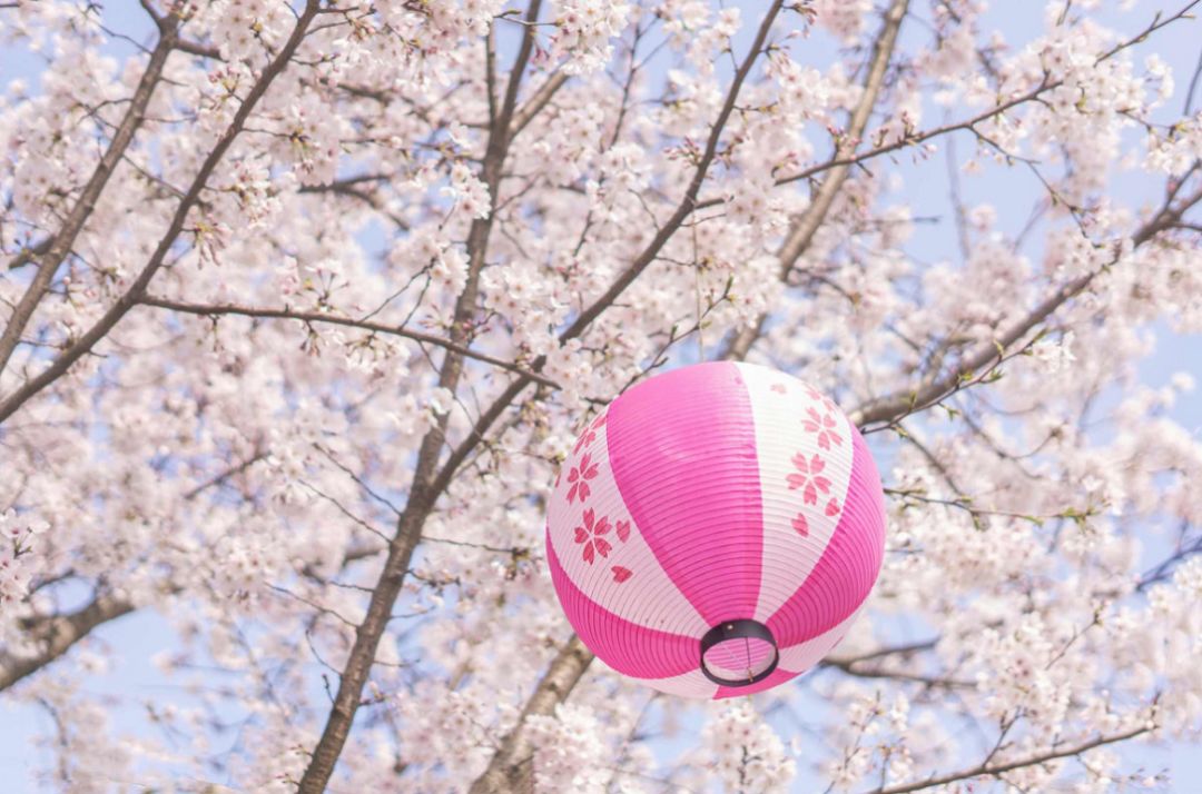 武汉终于解封！待到樱花再开时，相约这座英雄城市可好？