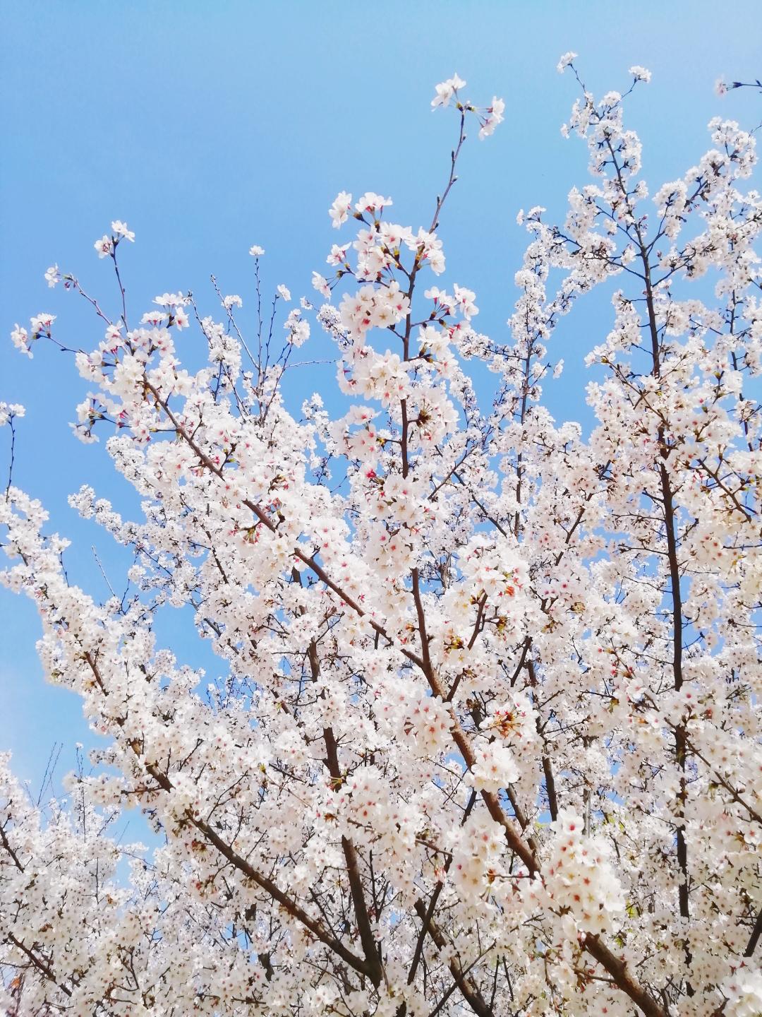 武汉终于解封！待到樱花再开时，相约这座英雄城市可好？
