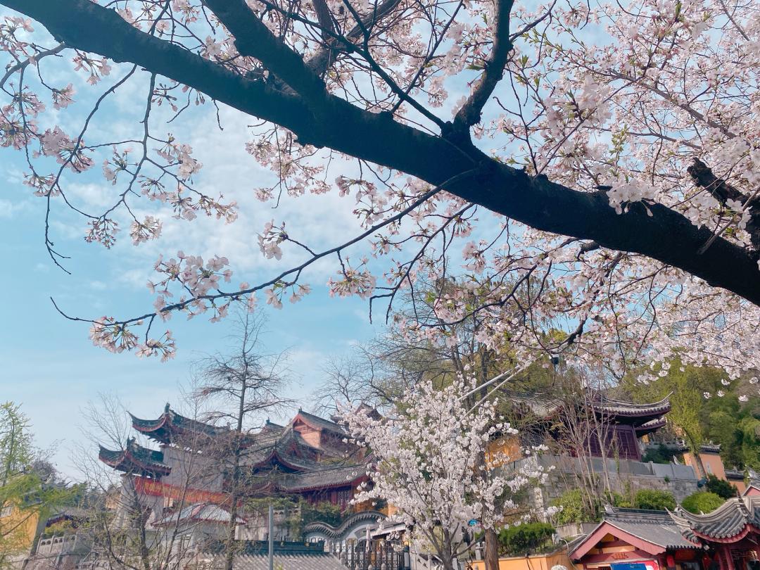 武汉终于解封！待到樱花再开时，相约这座英雄城市可好？