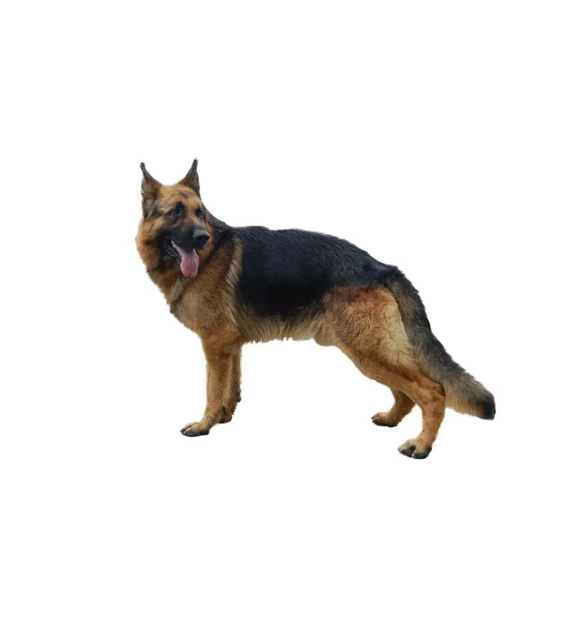 「FM889」定了！这48类烈性犬在滨州城市建成区禁养！5月1日起施行