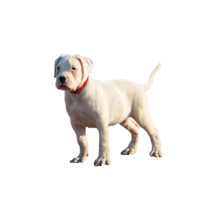 「FM889」定了！这48类烈性犬在滨州城市建成区禁养！5月1日起施行