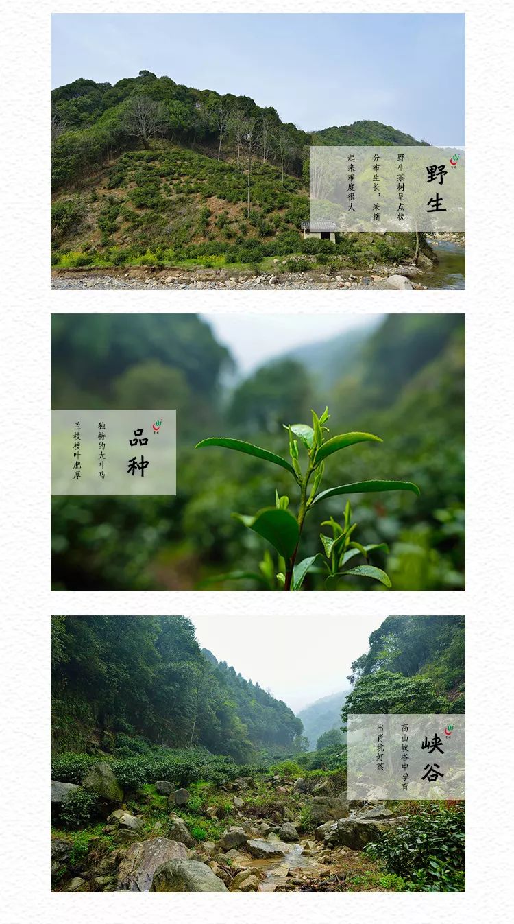 2020新茶上市|肖坑邀您一起直播采茶！