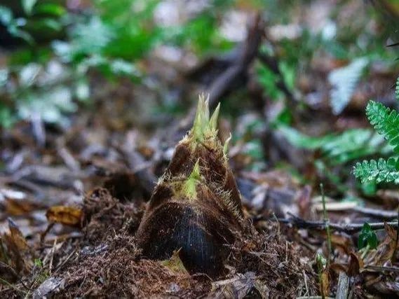油焖笋长毛了还能吃吗,油焖笋中有白色物质
