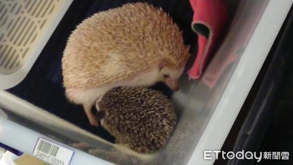 刺猬1.2kg胖成球　兽医惊讶没见过