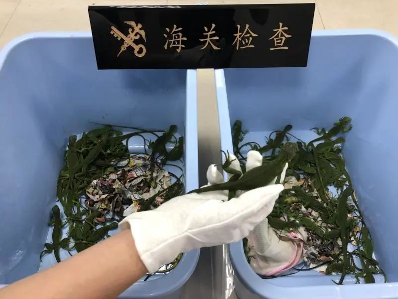 还有人从国外寄来20多只果蝠标本？海淘代购注意了，邮寄蜥蜴、盆景入境，可能会入刑！