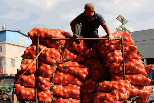 仅售9.9元/5斤！云南10万吨出口级洋葱困在地里，价格贱到农民流泪…央视已报道，恳请相助