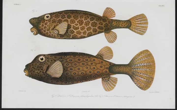 科技爱好者周刊102期,科技爱好者日报