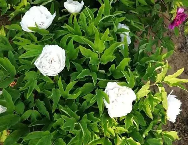 石家庄的春天真的太美啦,石家庄春天看花