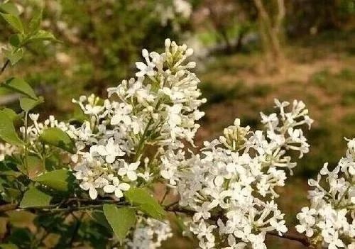 北京春季和秋季花粉过敏哪个厉害,预防花粉皮肤过敏的正确方法