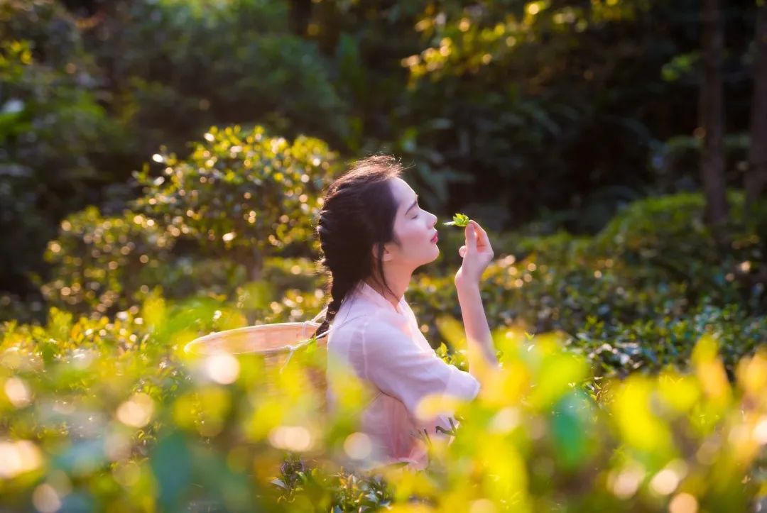 茶香禅韵入梦完整视频,世外桃源神仙度假地