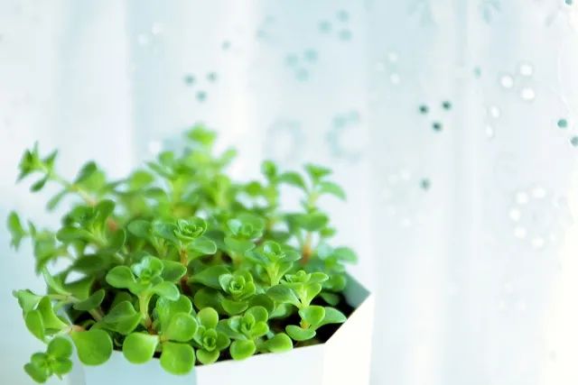 姹傜湡1,姹傜湡2022