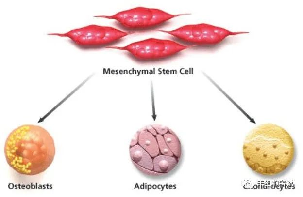 间充质干细胞治疗银屑病最新消息,间充质干细胞与类风湿性关节炎