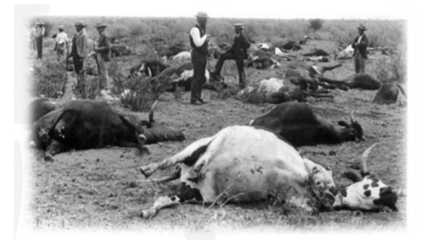 喝牛奶得疯牛病,喝牛奶感染禽流感