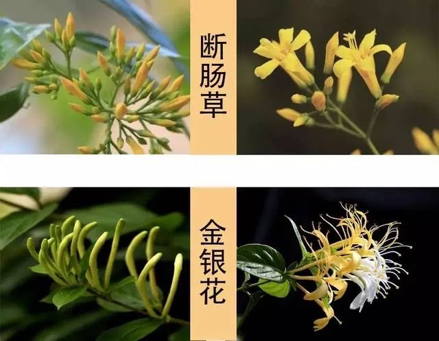 春季野菜不要随便挖这些野菜有毒,四月踏青路边的野菜能采吗