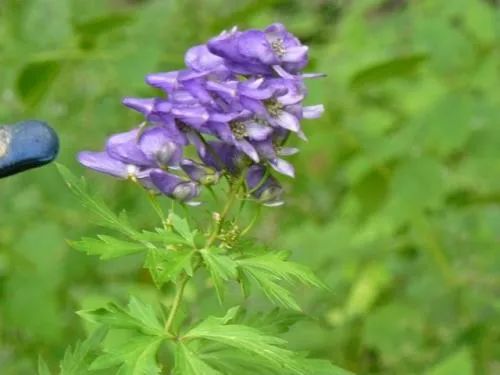 春季野菜不要随便挖这些野菜有毒,四月踏青路边的野菜能采吗
