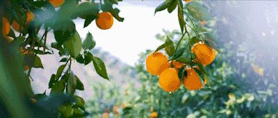 日本绿瓶的祛痘喷雾叫什么,清爽型祛痘喷雾