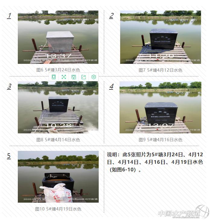 黄颡鱼暴死,黄颡鱼有零星死亡怎么回事