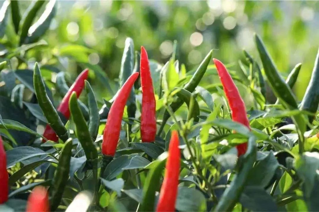 “气候好产品”第三弹：舌尖上的气候密码