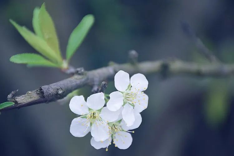 开怀一笑去掉烦恼,开怀一笑无烦恼顺口溜