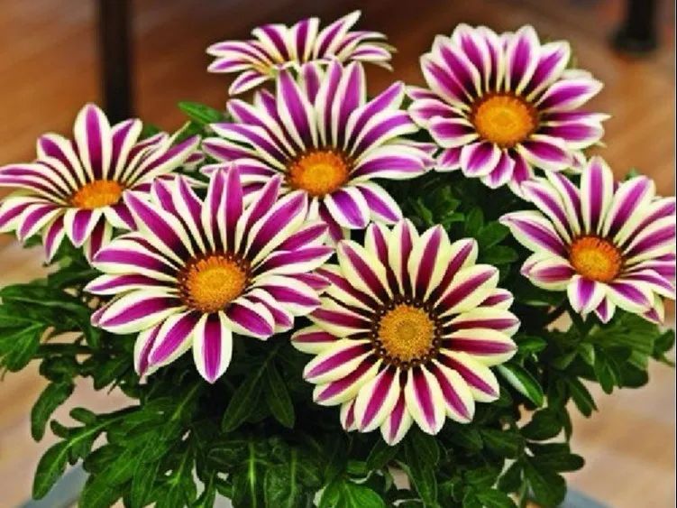 绿道科普展,绿道科普看初夏街头满目芳菲