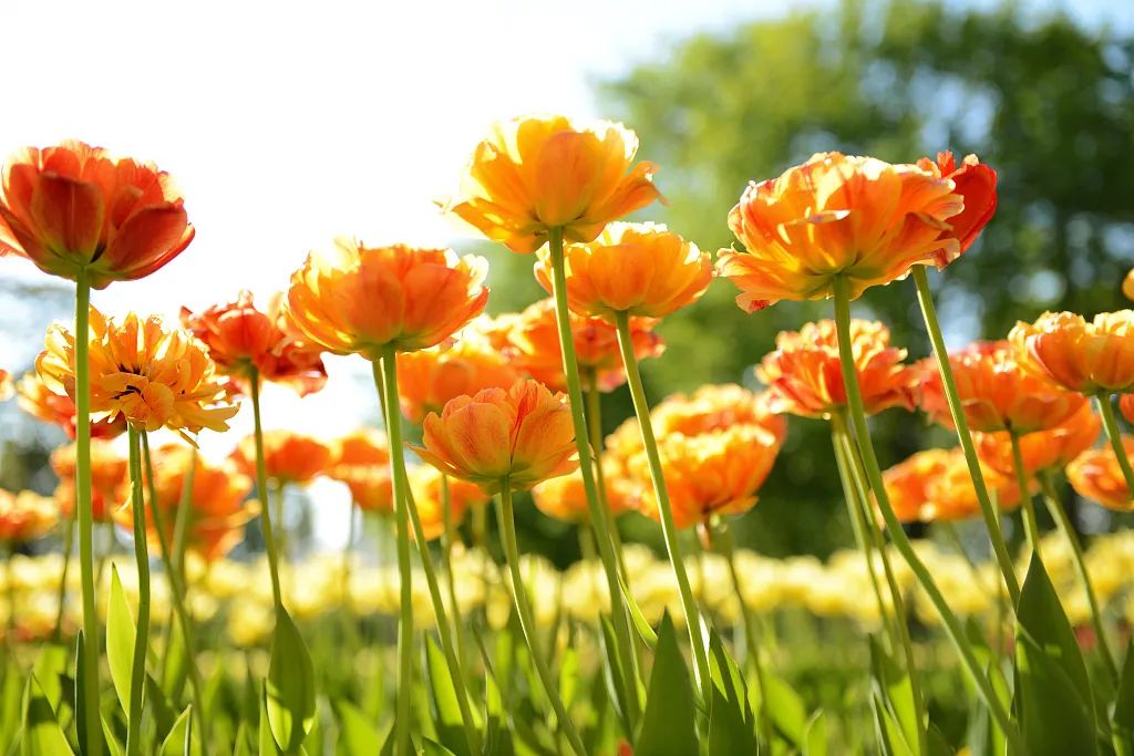 立夏节气由来及习俗英文,二十四节气立夏英文表达