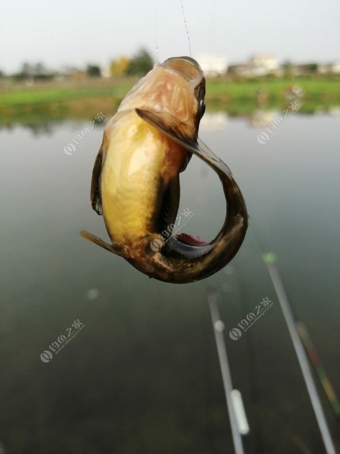 野钓小鱼闹窝怎么办用几号钩,野钓小鱼闹窝怎么解决