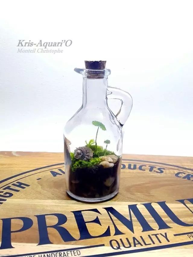 胶囊微景观,胶囊景观