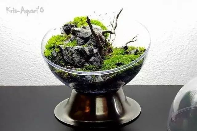 胶囊微景观,胶囊景观