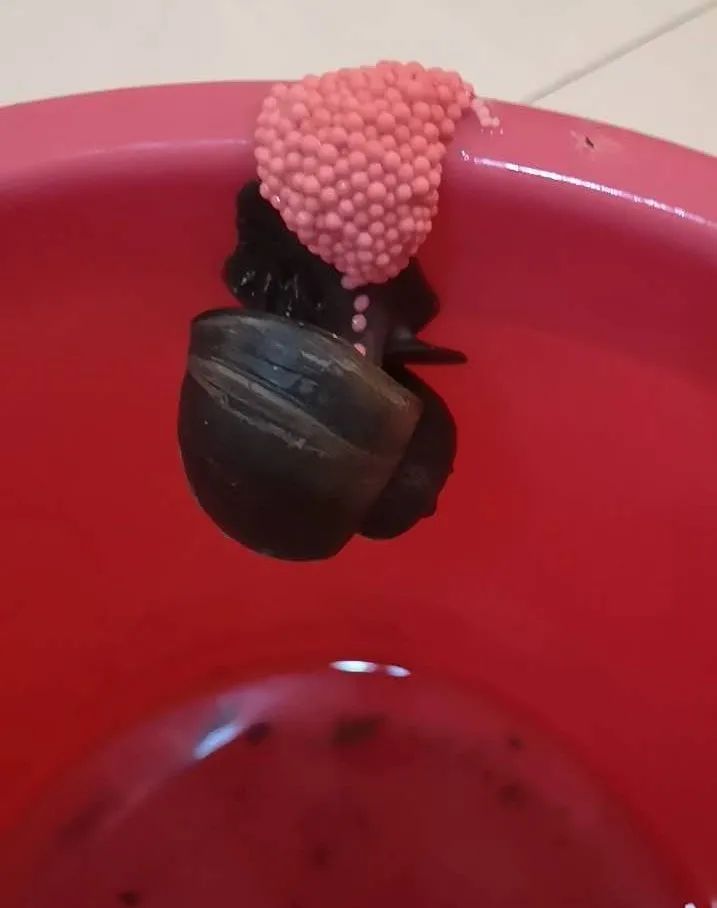 这6种食物或是寄生虫的重灾区,有哪些寄生虫会致命