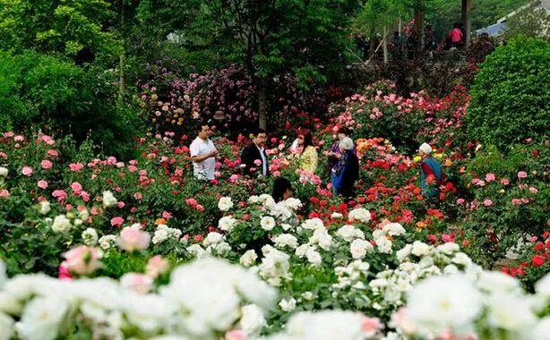 市花月季介绍,月季花在中国几个城市被选作市花
