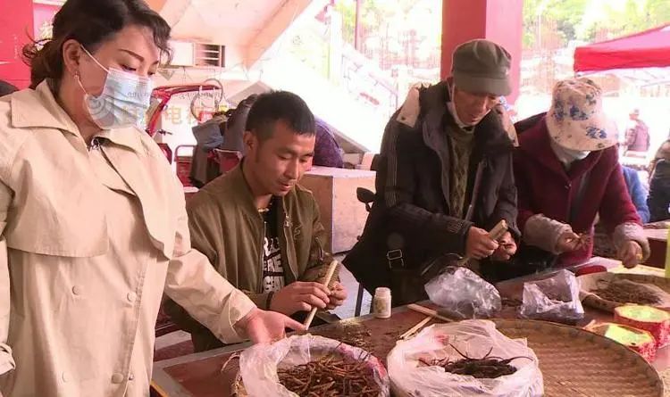 新鲜虫草已上市场，“软黄金”借网出山