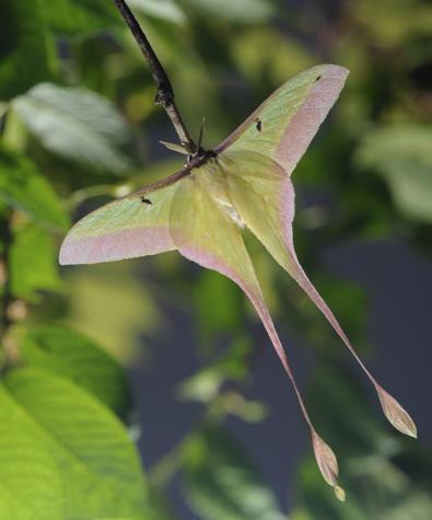 揭开令人厌恶的面纱,它们竟是治愈系的小精灵
