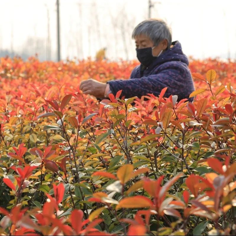 国务院通报表扬沭阳,沭阳县被表彰
