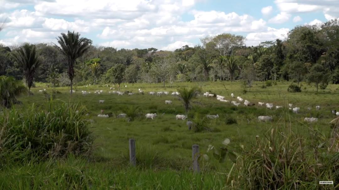 三个月砍掉20个曼哈顿,一年砍掉一个国家,亚马逊已经到了最危急的时候