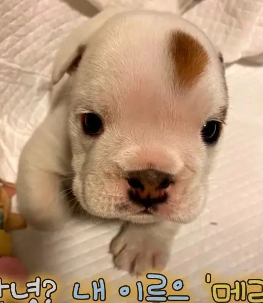 小奶狗怎么越吃越瘦是什么原因,小奶狗太瘦如何快速长胖