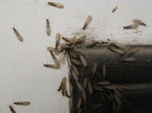 最近你家发现白蚁了吗？别慌，打3925716免费治