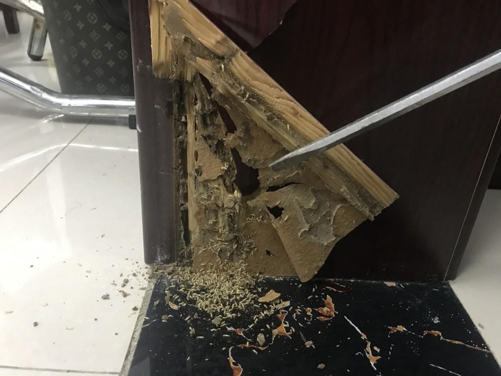 最近你家发现白蚁了吗？别慌，打3925716免费治