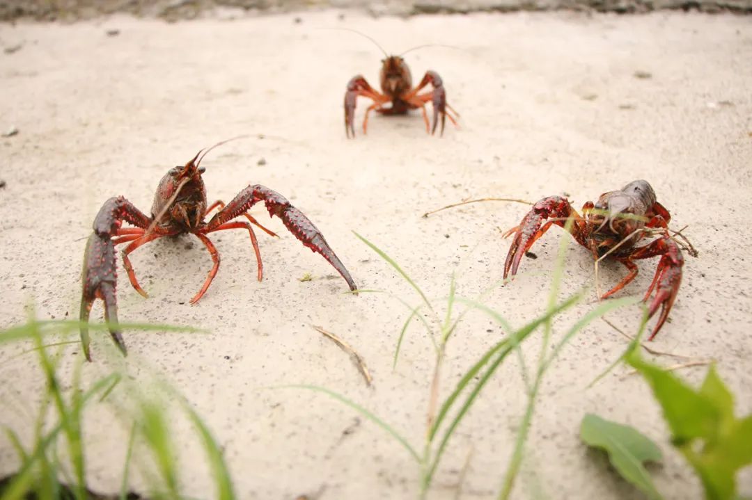 武陵广场印江小龙虾,贵州铜仁小龙虾鲜活批发
