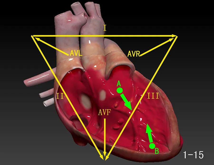 “绿宝书”丨精美图谱，生动形象！换个方式看心脏解剖（2）